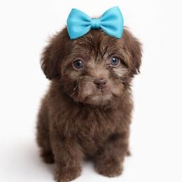 Bernedoodle, Bernese Mountain Dog, Goldendoodle, and Shihpoo Puppies from Route 66 Poodles & Doodles, Sapphire Shih-tzu's of Ohio