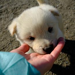 Jindo Puppies from Hwarang Kennel Korean Jindo | 화랑 진돗개