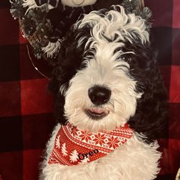 Oreo - Australian Labradoodle