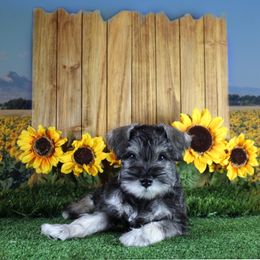 Miniature Schnauzer Puppies from King’s Miniature Schnauzers