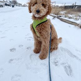 Goldendoodle Puppies from Patton Doodles
