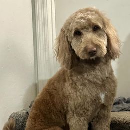 ViVi - Goldendoodle