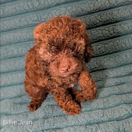 Billie Jean - Brown and tan female Cockapoo puppy in Sunset, Louisiana from Cano Cockapoos