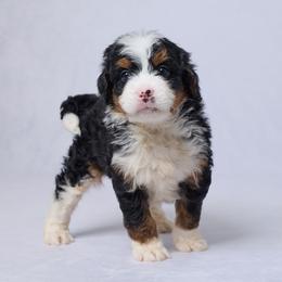 Boy 1 - Tri-color male Bernedoodle puppy in Apple Creek, Ohio from Grandeur Valley Puppies
