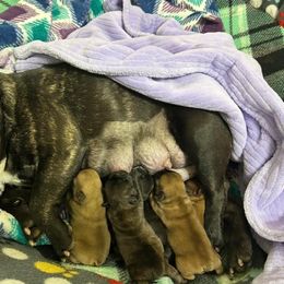 August - Brindle male French Bulldog puppy in Germantown, Ohio from LaBelle Bulldogs