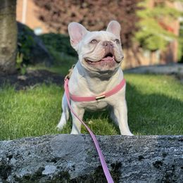 Torvi - French Bulldog
