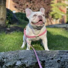 Torvi - French Bulldog