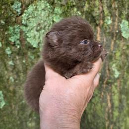 Zamora's Tiny Tot pup 3 - Chocolate and tan male Pomeranian puppy in Carrollton, Georgia from B AND R'S POMERANIAN'S