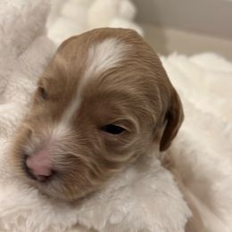 Maise - Cream female Goldendoodle puppy in Palmetto Bay, Florida from Simply Pawfect Doodles