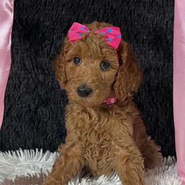 Dark pink girl - Apricot female Poodle puppy in Bowling Green, Kentucky from Ritzy Red Poodles