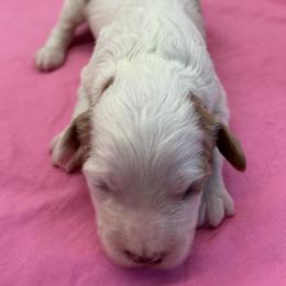 Trinity - Blenheim female Cavapoo puppy in Burke, New York from Patti’s Puppies