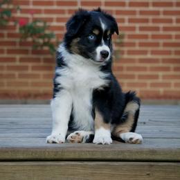 Athena - Black tri female Miniature Australian Shepherd puppy in Philpot, Kentucky from Miller Hill Mini American Shepherds and Mini Australian Shepherds