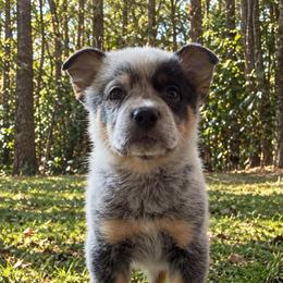 Dean - Blue male Australian Cattle Dog puppy in Scurry, Texas from RedHorizon AKC Australian Cattle Dogs (Heelers)