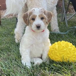 Goldendoodle Puppies from Dee’s Adorable Doodles
