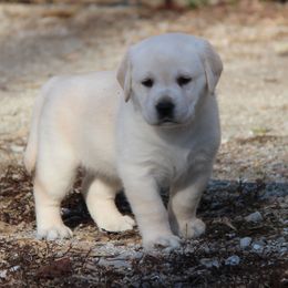 Labrador Retriever Puppies from Ivy Leash Labradors