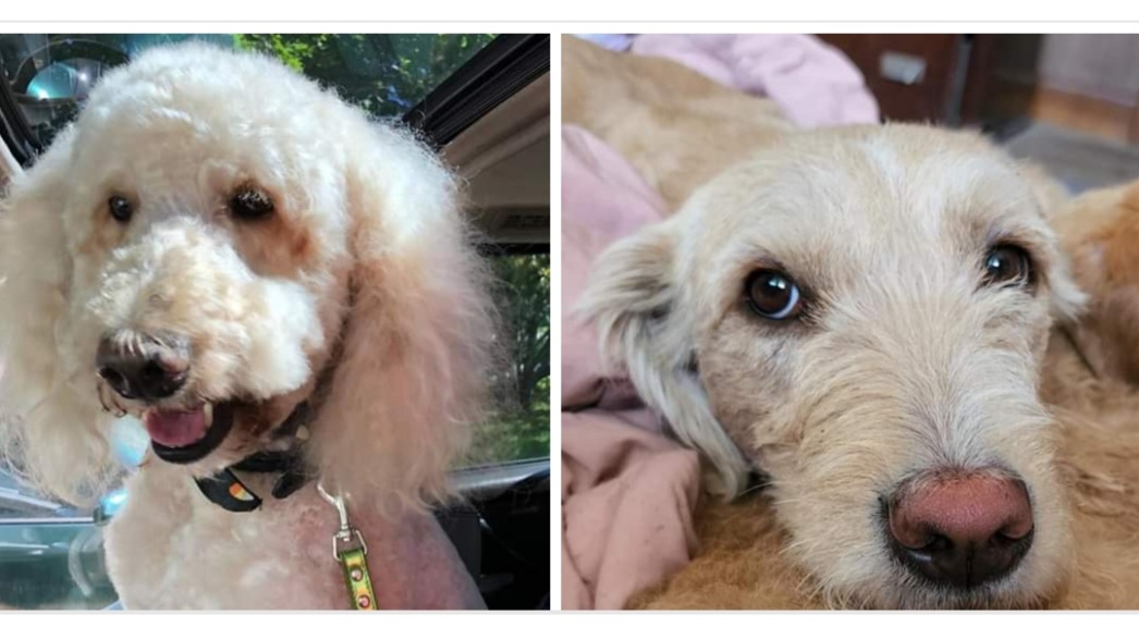 Labradoodle puppies from Cat's Golden Labradoodles