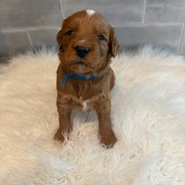 Ridge - Red  male Goldendoodle puppy in Pine Grove, California from Lundee Doodles