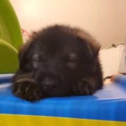 German Shepherd Puppies from Evansstadt German Shepherds