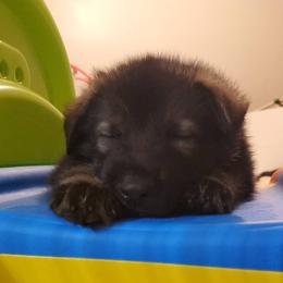 German Shepherd Puppies from Evansstadt German Shepherds