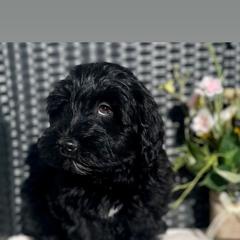 Cavapoo and Whoodle Puppies from Perfect Pawzabilities