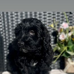 Cavapoo and Whoodle Puppies from Perfect Pawzabilities