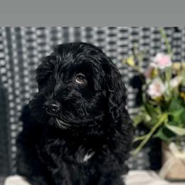 Cavapoo and Whoodle Puppies from Perfect Pawzabilities
