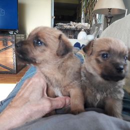 Norfolk Terrier Puppies from B-Joli Norfolk Terriers