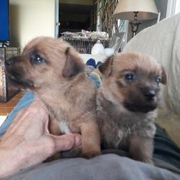 Norfolk Terrier Puppies from B-Joli Norfolk Terriers