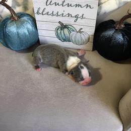 Boston Terrier Puppies from Tellier's AKC Boston Terriers Missouri