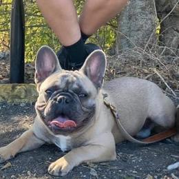 Pablo - French Bulldog