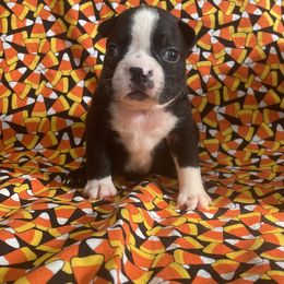 Xaver - Black brindle and white male Boston Terrier puppy in Fillmore, Illinois from Wind Hill Puppies