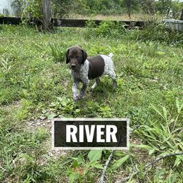 German Shorthaired Pointer Puppies from LyonHeart Kennels