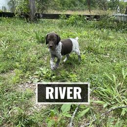 German Shorthaired Pointer Puppies from LyonHeart Kennels