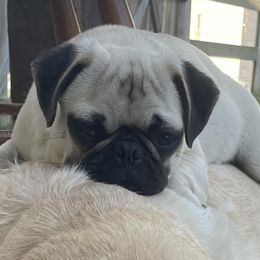Lola - Pug