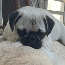 Lola - Pug
