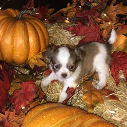 Chihuahua Puppies from So Sweet Chihuahuas
