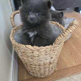 Pomeranian Puppies from Mary's Pomeranians