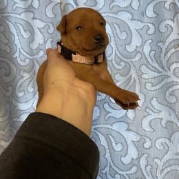 Ruby - Red female Miniature Pinscher puppy in Lancaster, Missouri from White Stone Ranch