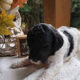 Goldendoodle Puppies from Sisson Goldendoodles