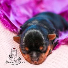 Yorkshire Terrier Puppies from Essence of Grace Yorkies