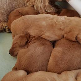 Goldendoodles from Goldenvalley Doodles