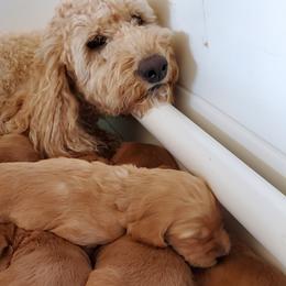 Goldendoodles from Goldenvalley Doodles