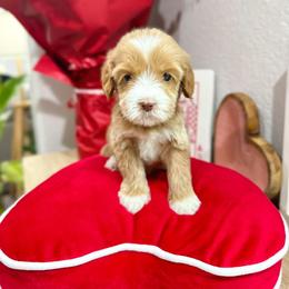 Valentino - Caramel red male Australian Labradoodle puppy in Palmdale, California from Doodles_Ko