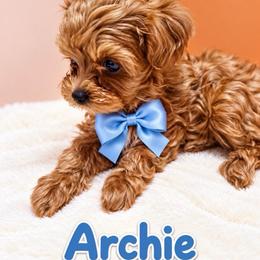 Archie - Brown male Maltipoo puppy in Concord, California from Puppy Boutique