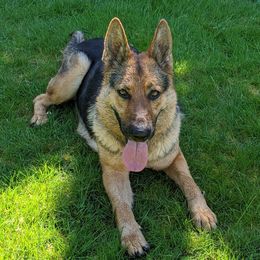 Stella - German Shepherd