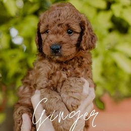 Ginger - Red  male Goldendoodle puppy in Patterson, California from Dooling Doodles