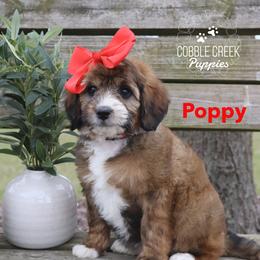 Poppy - Sable female Bernedoodle puppy in Heyworth, Illinois from Cobble Creek Puppies