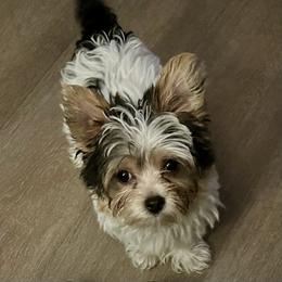 Poppy,price info in click - Parti female Yorkshire Terrier puppy in Kingston, Oklahoma from Lake Life