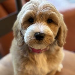 Goldendoodle puppies from WestShoreDoodles