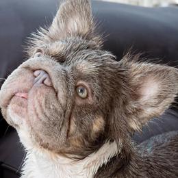 Dachshunds and French Bulldogs from Slinky Doxie 305